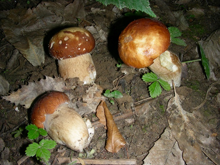 734 Luglio vecchio ritrovamento